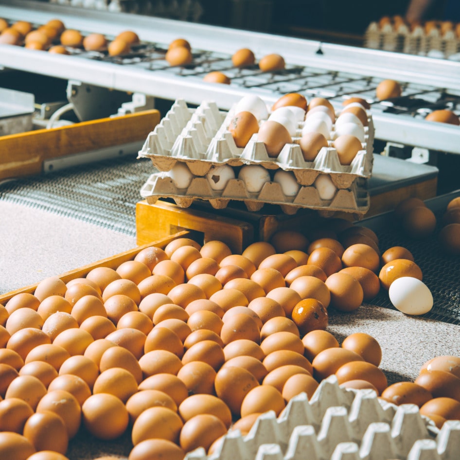 Has Bird Flu Run Its Course? Why The Virus Could Be Back This Fall