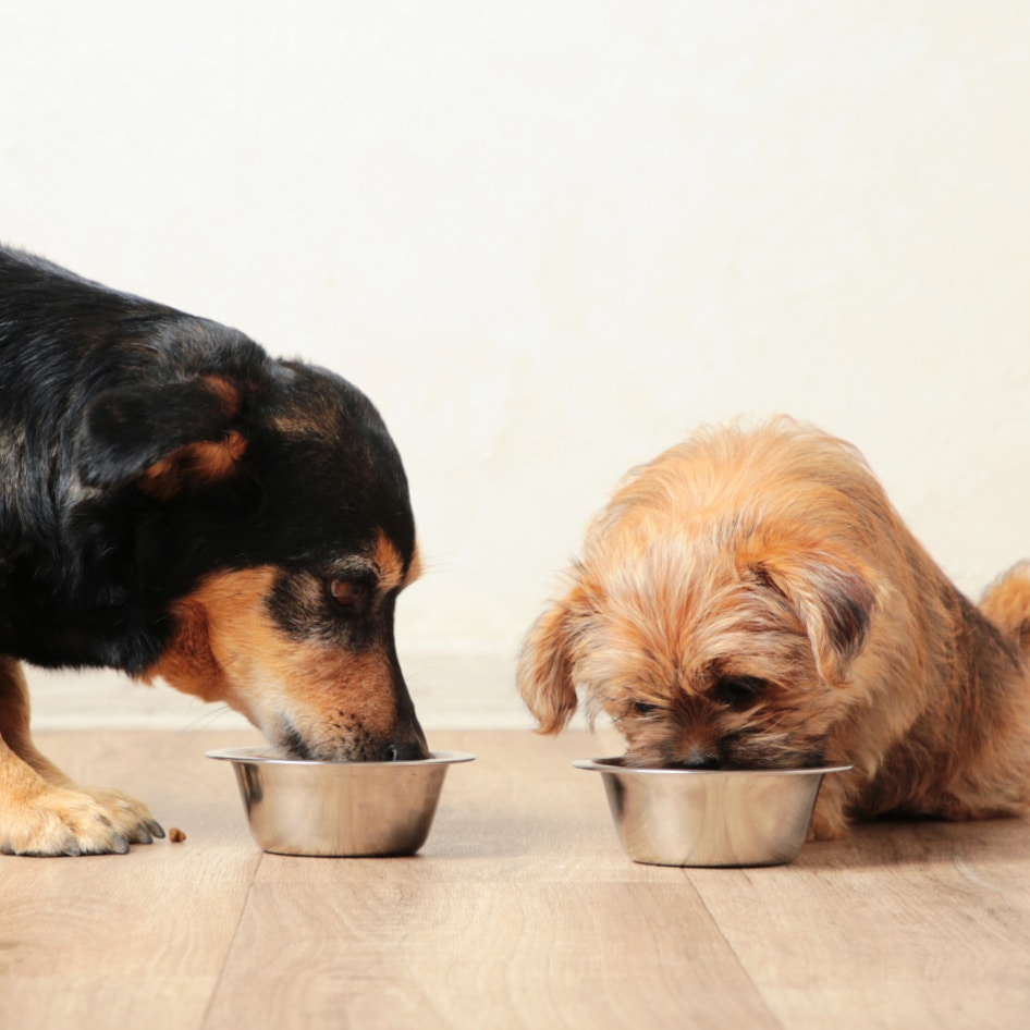 Is Your Dog’s Dinner Wrecking the Planet? New Study Says Yes