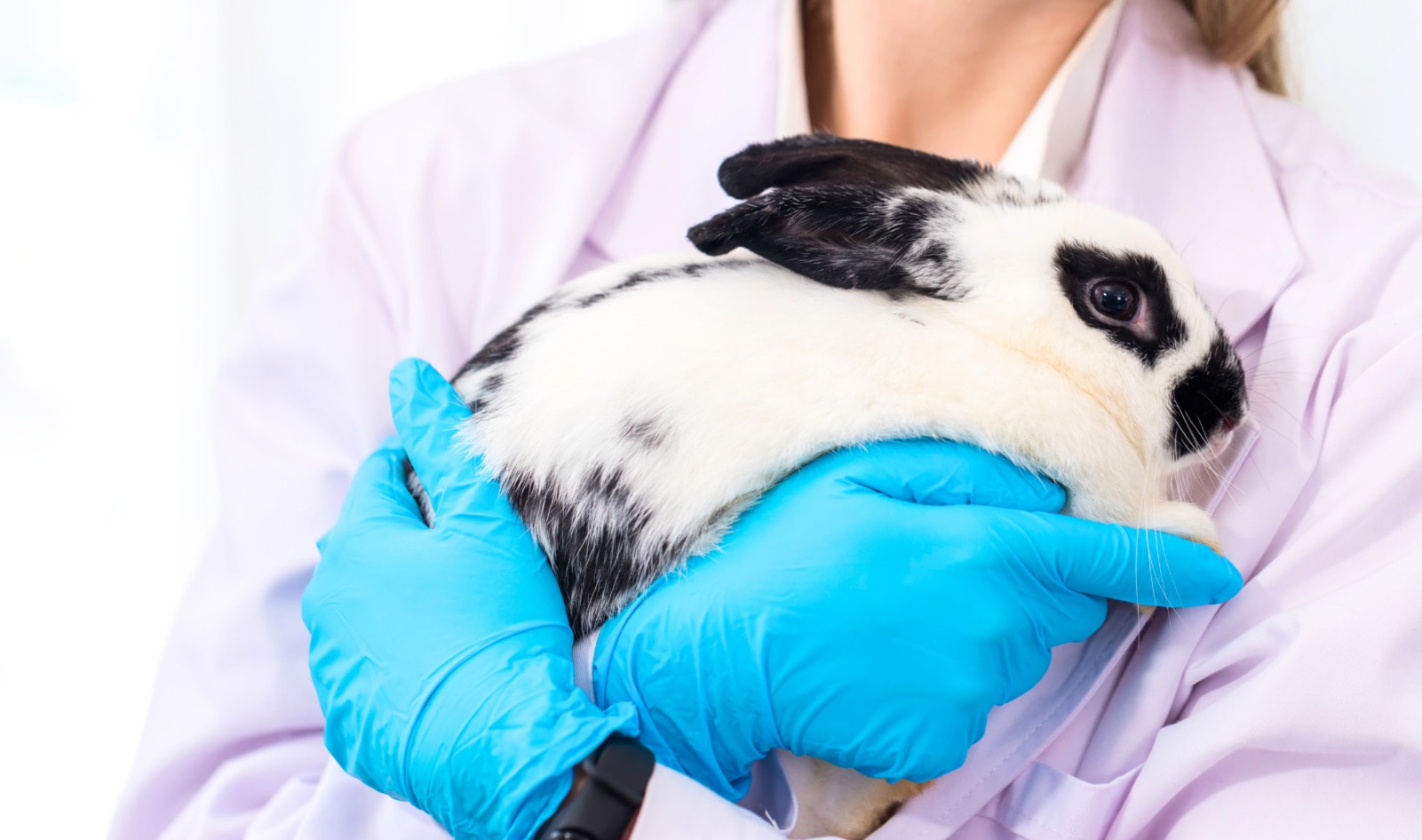 Will This New $99 Million Roadmap Help AI Replace Animal Experiments in the UK?