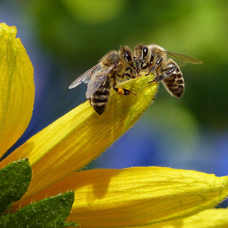Can a Bottle of Vinegar Save the Bees? Bragg’s Bee-Focused Pivot Is a Lesson in Climate Stewardship&nbsp;