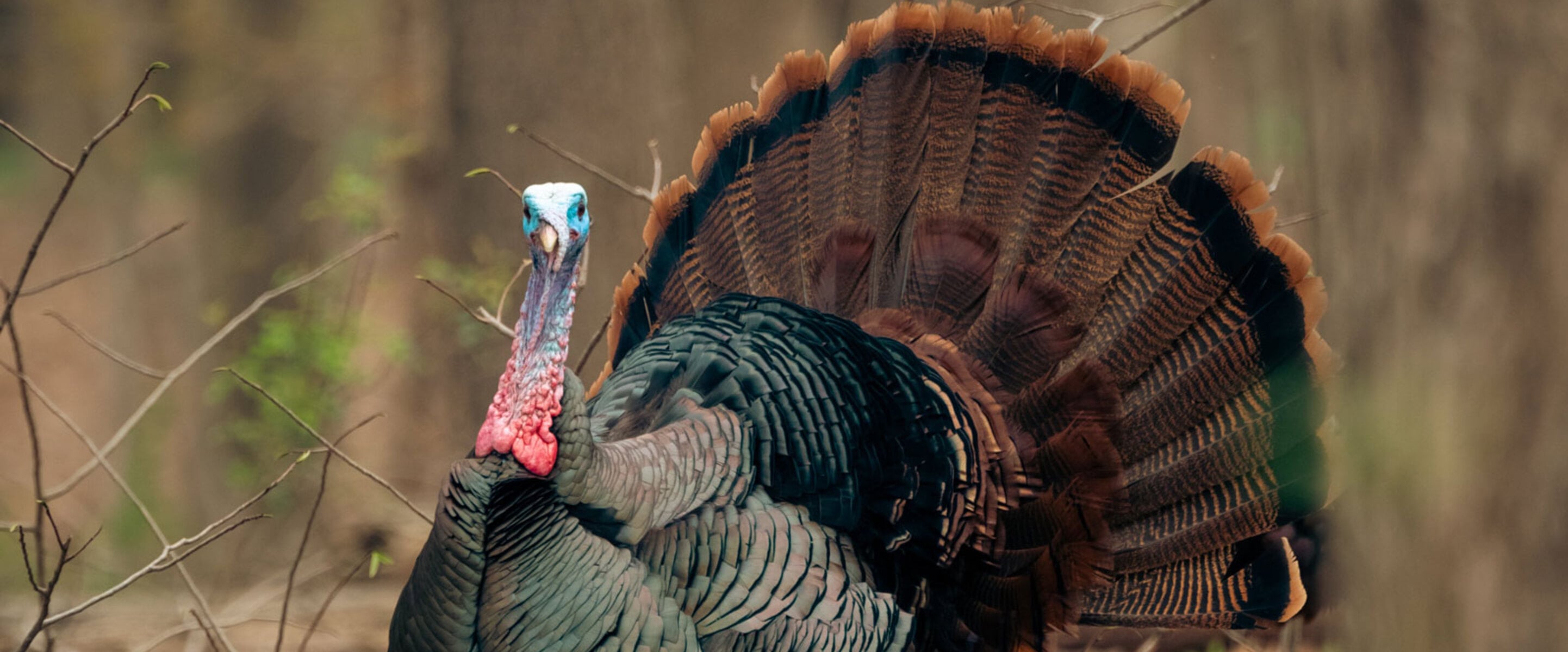 12 Wonderful Turkey Facts That Will Transform Your Thanksgiving Into a Vegan Holiday