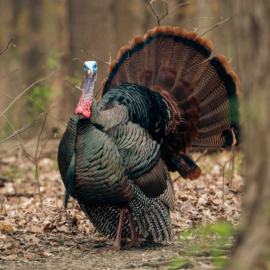 12 Wonderful Turkey Facts That Will Transform Your Thanksgiving Into a Vegan Holiday