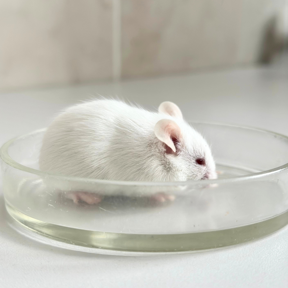 white mouse in a dish